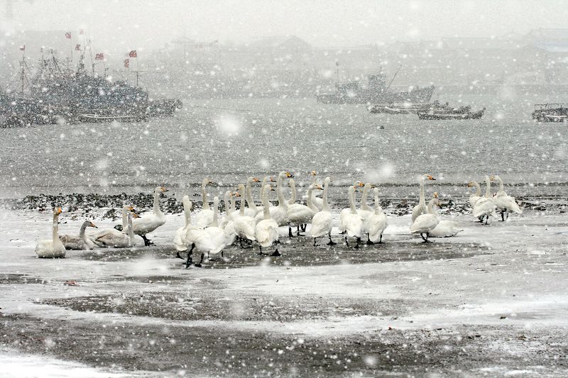 暴风雪中的港湾