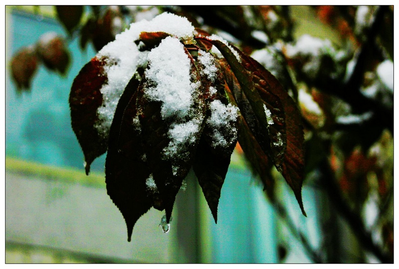 2010年山东济宁第一场雪（组照）2