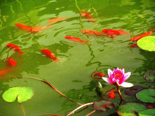 莲花游鱼
