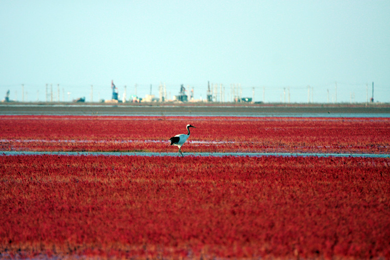 红草地+丹顶鹤