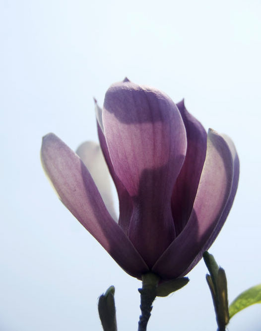 玉兰