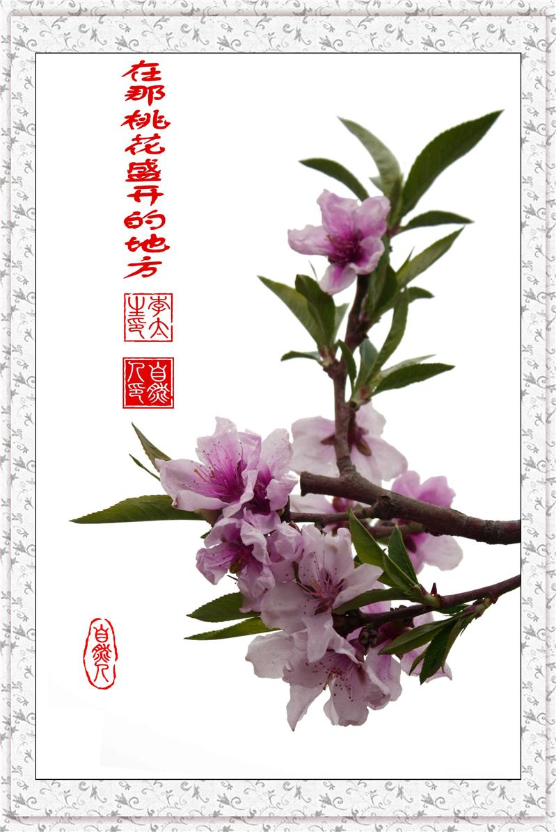 一枝独秀
