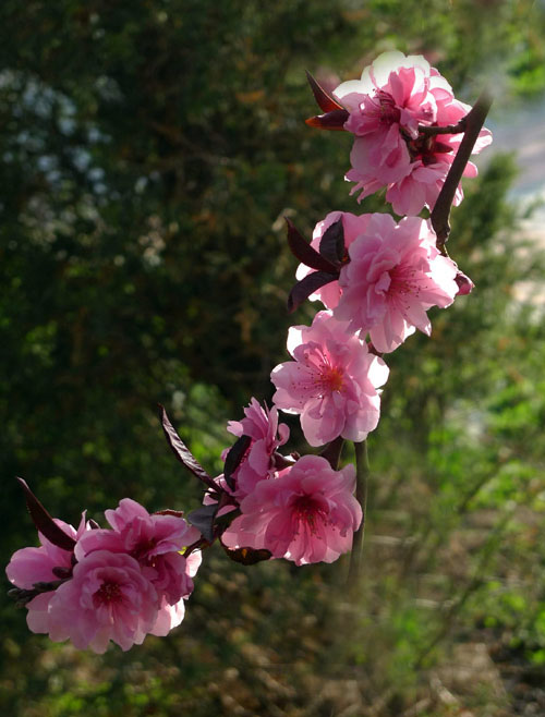 三月芳菲