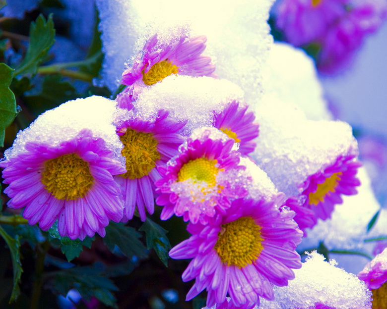 雪菊