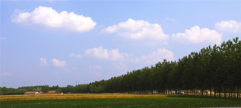 路旁的麦田