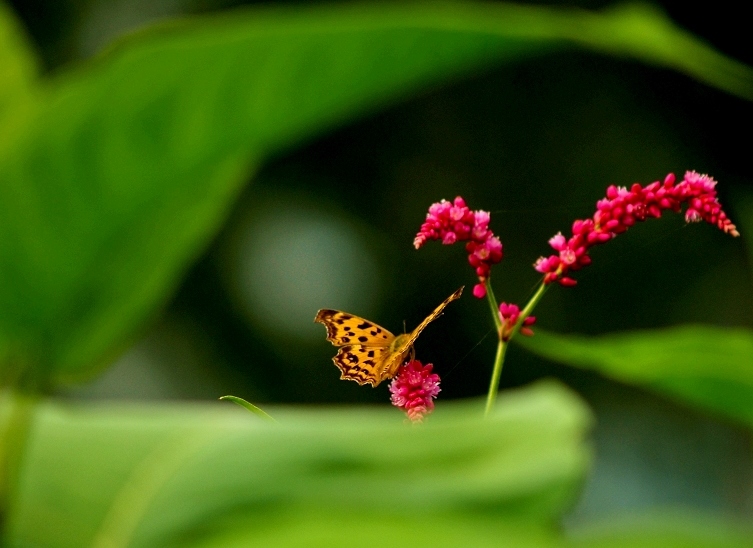蝶恋花