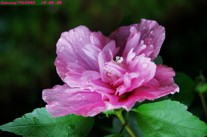 立秋雨后木槿花