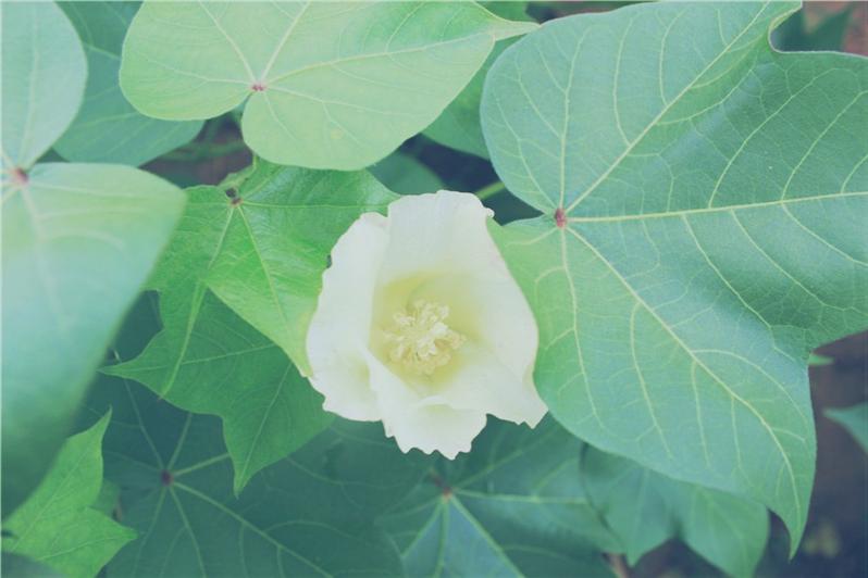 棉花