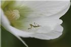 螳螂与花