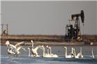 黄河口----野生大天鹅的理想栖息地