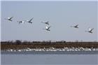 《黄河口---大天鹅栖息越冬的理想之地》