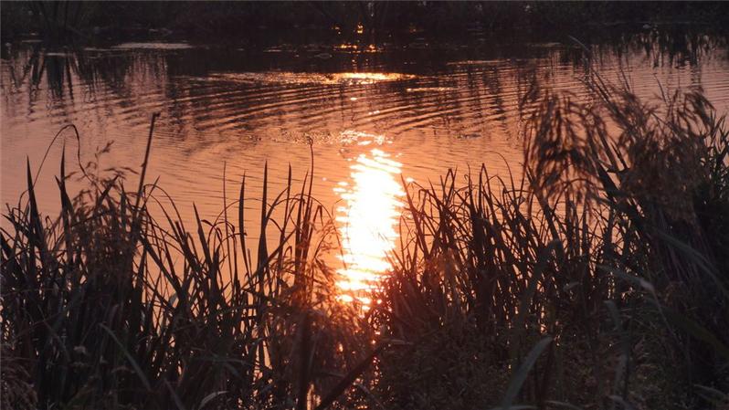 湿地映朝阳