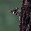 食蚜蝇戏蝶