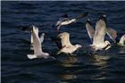 青岛湾的海鸥