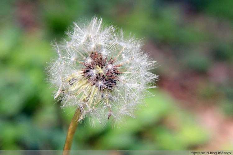 蒲公英