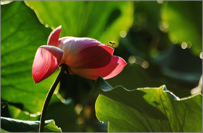 小荷才露角，早有蜜蜂立