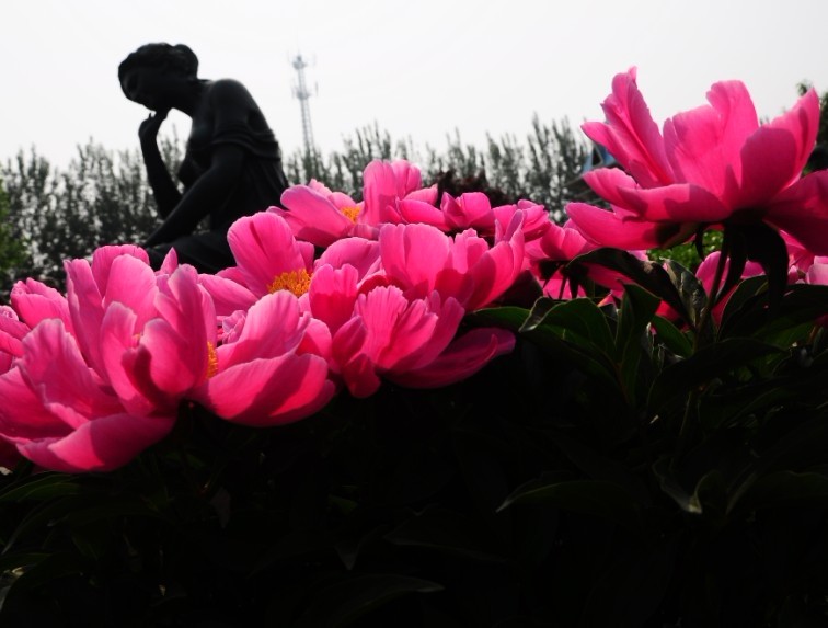 《芍药正浓》