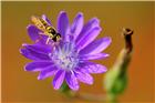 飘香的野花 勤劳的蜜蜂