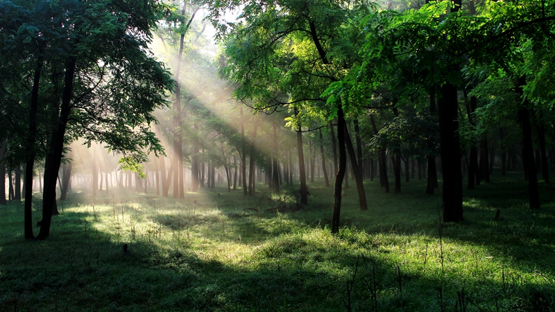 当清晨太阳爬上树梢,将第一缕阳光洒在草甸上.
