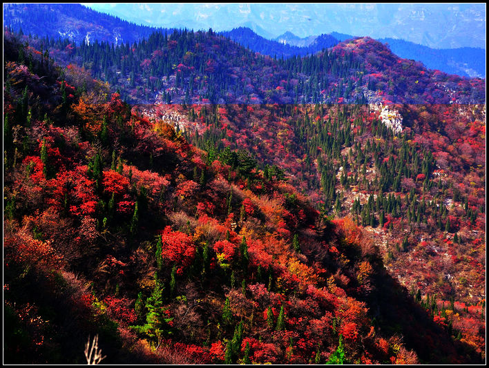 秋。红叶美景