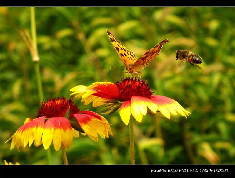 蜂蝶之舞