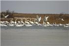 《河口--野生白天鹅迁徙的必经之地》