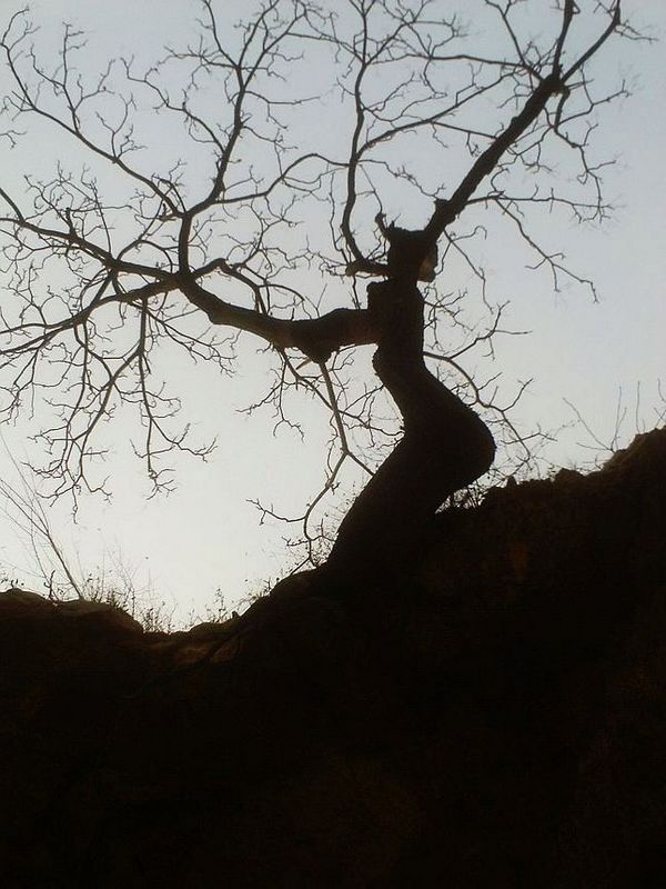 百年树人——梁山“舞树”