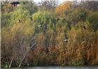 潍坊白浪河城市湿地的野鸭