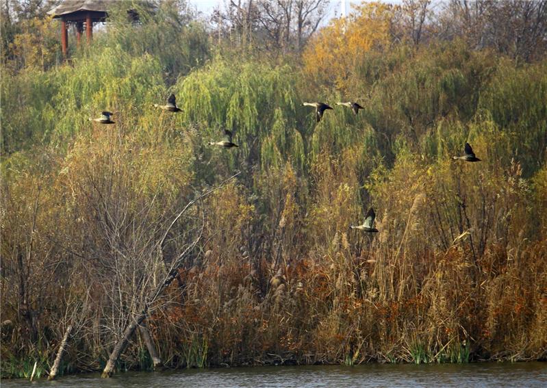潍坊白浪河城市湿地的野鸭
