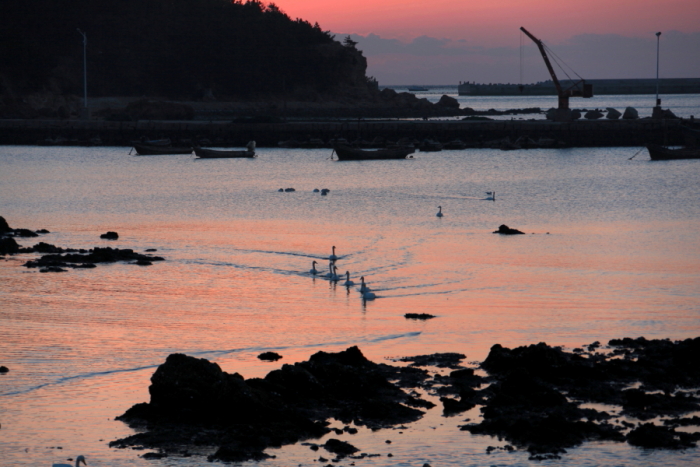 烟墩角天鹅湖之一