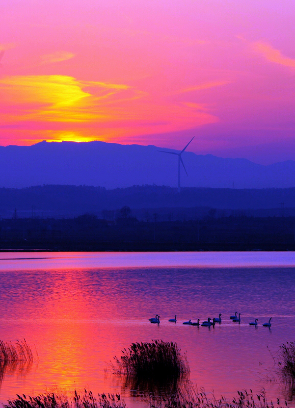 暮染天鹅湖