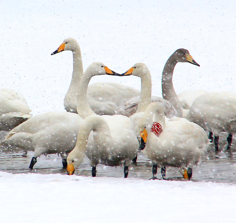 天使之恋•初吻