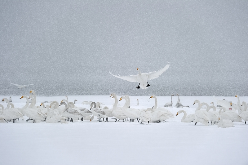 飘落的天使-威海野天鹅