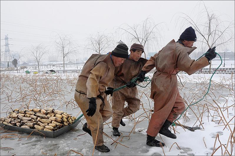顶风斗寒踩藕人