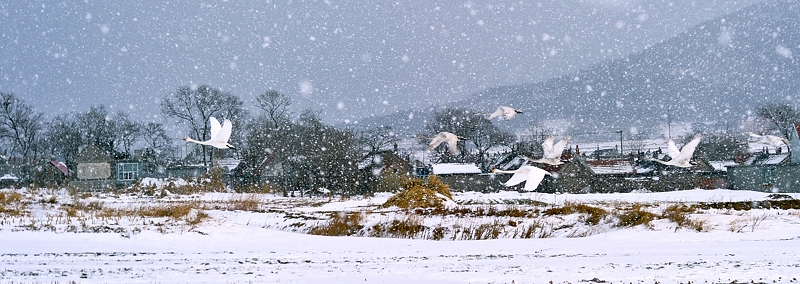 飞向家园-威海野天鹅