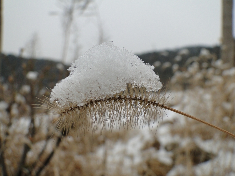 泰山雪绒草