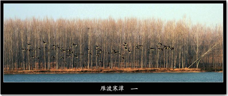 雁渡寒潭  一