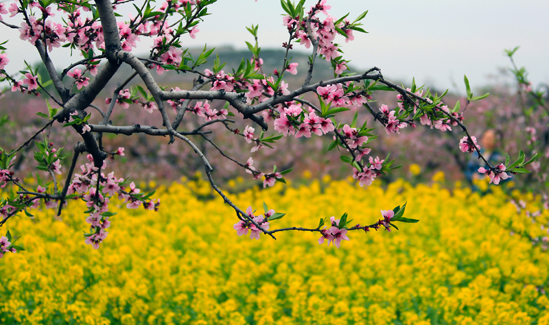 桃花春色