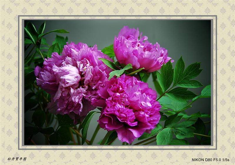 正月里来牡丹开4