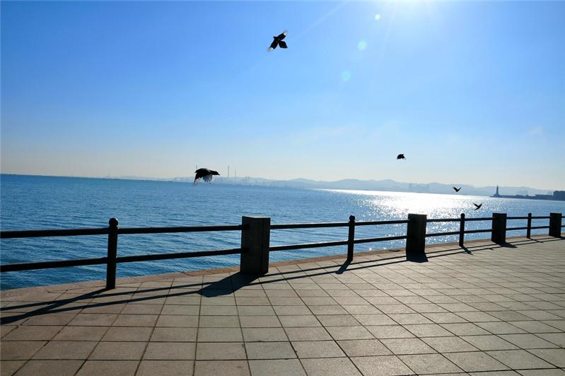 海边喜鹊