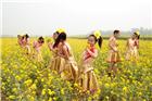 油菜花