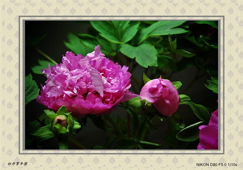 正月里来牡丹开2