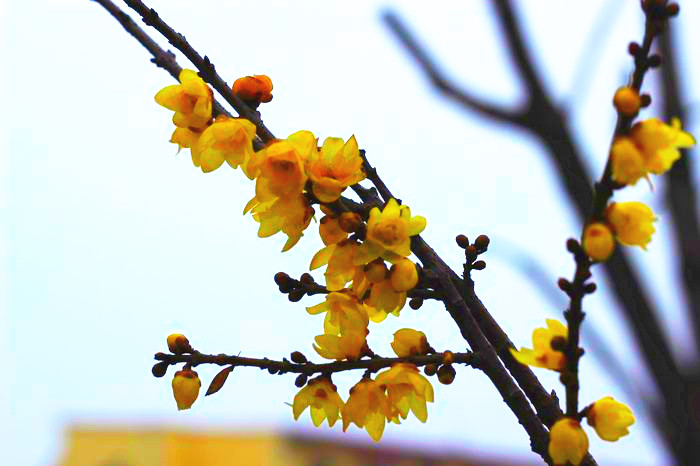 迎春梅开