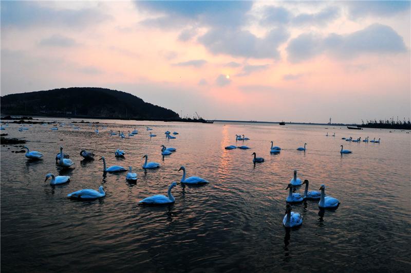 日出天鹅湖
