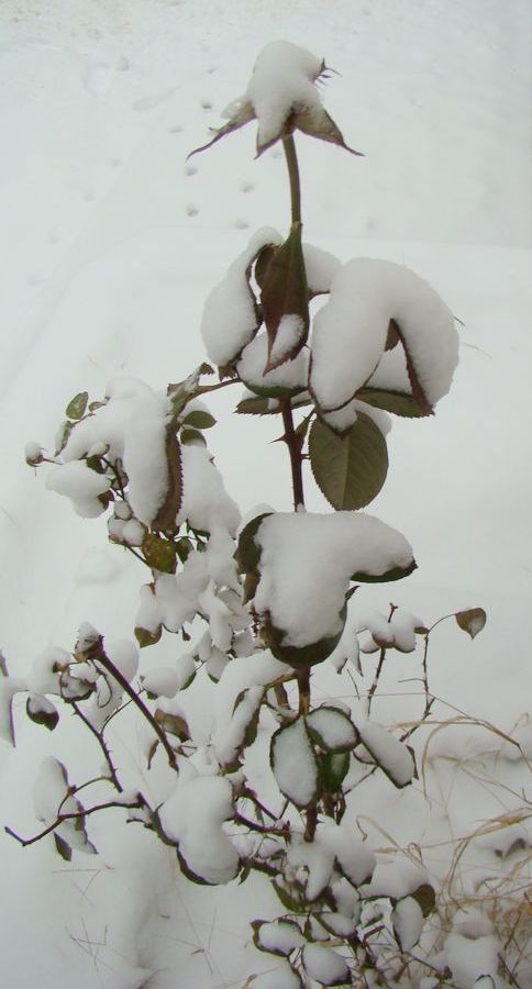 美丽的月季花