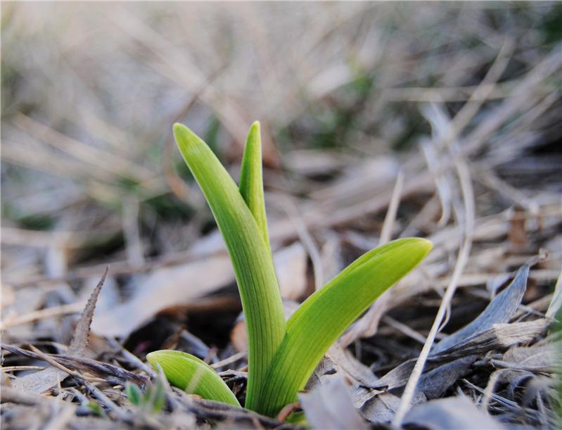 释放春天的气息