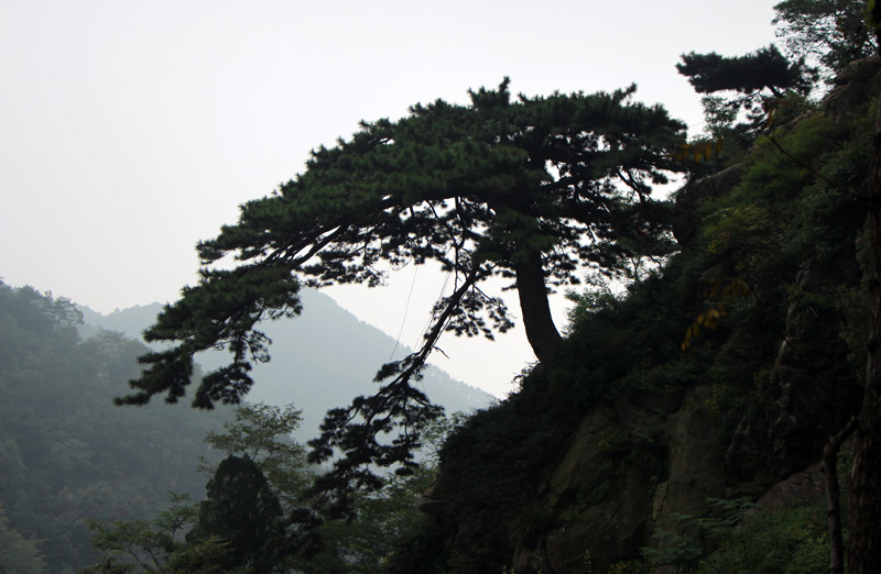 泰山迎客松
