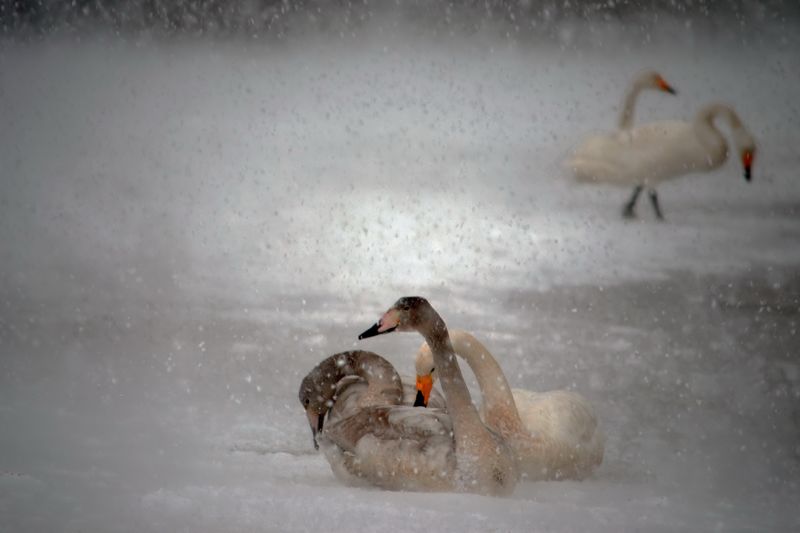 《抗击暴风雪》