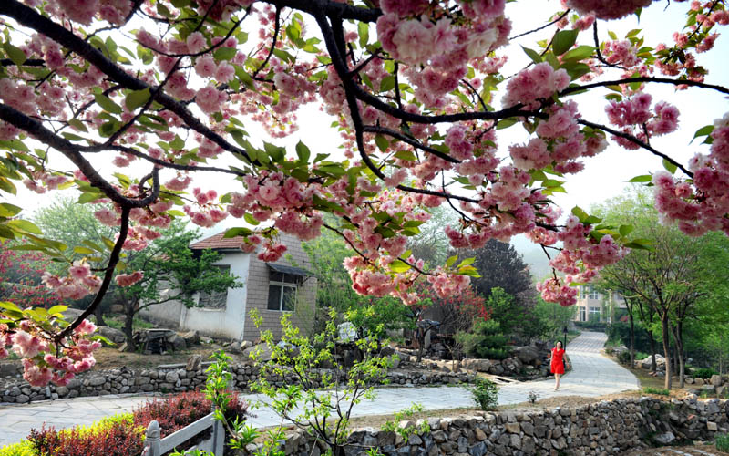 在那鲜花盛开的地方