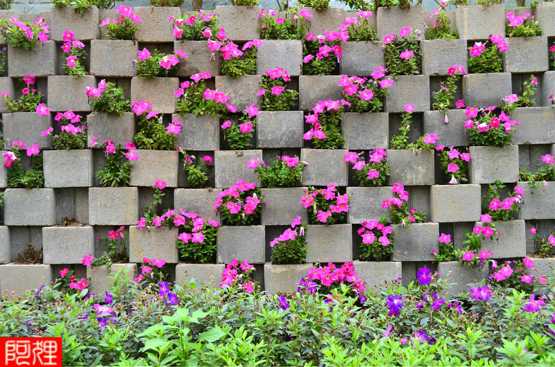 争先恐后的喇叭花